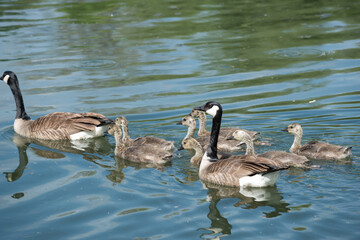 slowly maturing goslings following closely their protective parents as they swim on a river - moving towards the left of the picture