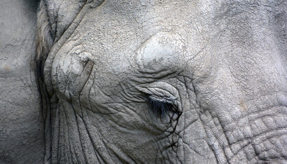 African elephants are elephants of the genus Loxodonta. The genus consists of two extant species:...