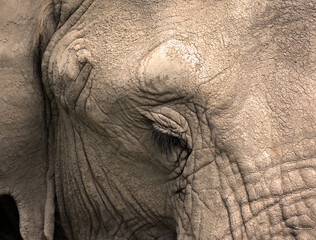 African elephants are elephants of the genus Loxodonta. The genus consists of two extant species:...