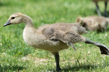 Canadian goose gosling stretching 
