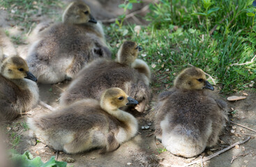 clutch of Canadian goose goslings resting under the shade on a warm, humid day in spring