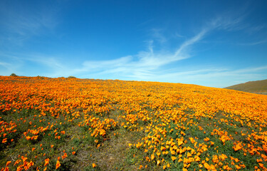 Obraz premium Desert hill blanketed with California Golden Poppies under blue cirrus sky in the high desert of southern California USA