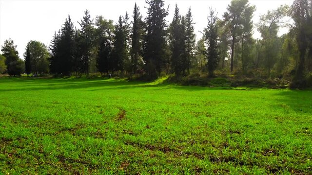 Aerial: Grass Growing On Land, Drone Flying Over Ben Shemen Forest On Sunny Day