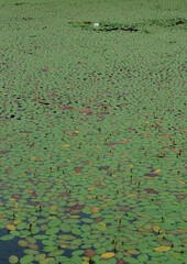 ジュンサイの葉