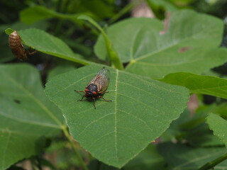 brood X cicadas on fig leaves