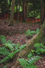 Row of blurred orange torii gates in forest with fern at the Fushimi Inari Taisha shrine in Kyoto, Japan