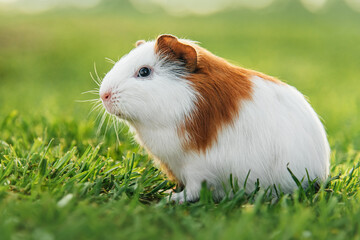 Little guinea pig in summer
