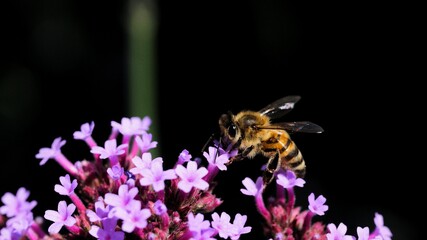 bumblebee on a flower