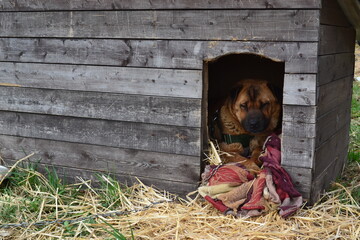 Brown dog sleeping in a wooden kennel