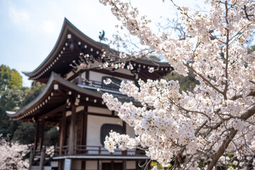 Cherry blossoms in Kyoto , Japan