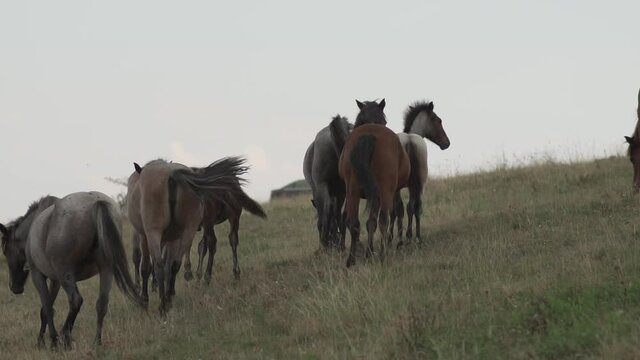 Wild colorful group, stud of horses in the gree summer mountain meadows, slow motion
