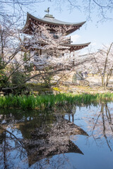 Naklejka premium Cherry blossoms in Kyoto , Japan