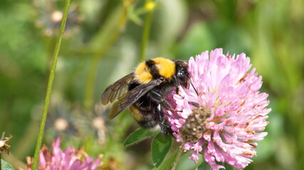 Bumble bee perched on a purple clover flower in Cotacachi, Ecuador