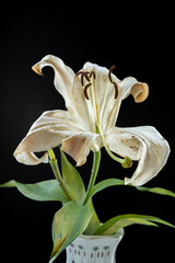 fading lily on a black background