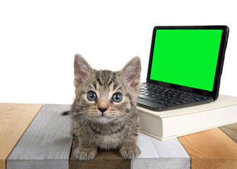 Adorable tabby kitten laying on a multicolored wood floor looking at viewer with perplexed expression. Miniature computer with green screen for your image.