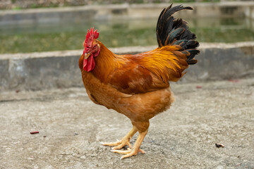 beautiful rooster standing on the ground and looking at the camera