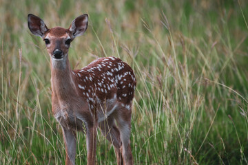 Baby fawn deer in Texas grass