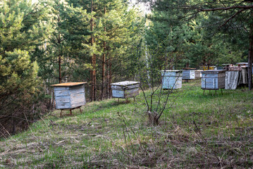 Antique apiary with group of small wooden beehives standing on green hill in picturesque pine tree forest on sunny spring day