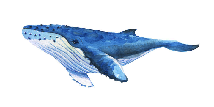 水彩画 微笑みながら優雅に穏やかに泳ぐザトウクジラの手描きイラスト Stock イラスト Adobe Stock