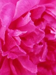 Rose - Rosa - Macro