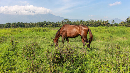 Brown horse with beautiful mane, standing and eating grass the field with beautiful mountain.