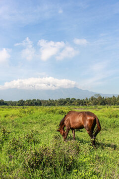 Brown horse with beautiful mane, standing and eating grass the field with beautiful mountain.