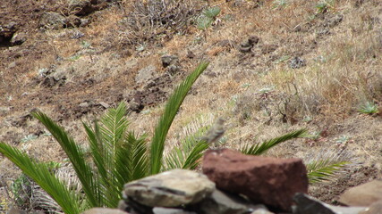 grass and stones in Island of Madeira
