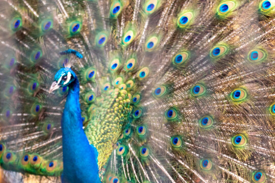 クジャク Images Browse 1 697 Stock Photos Vectors And Video Adobe Stock