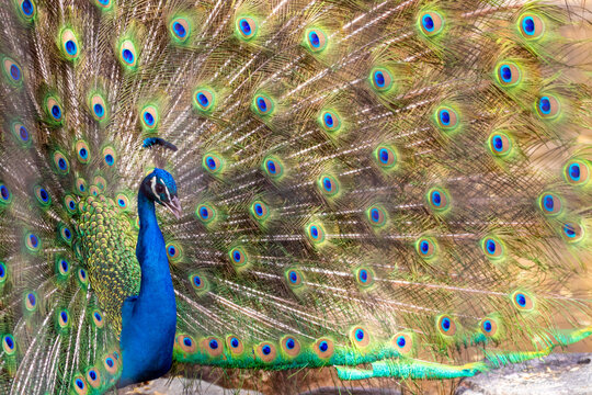 クジャク Images Browse 1 760 Stock Photos Vectors And Video Adobe Stock