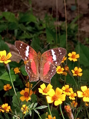 butterfly on flower