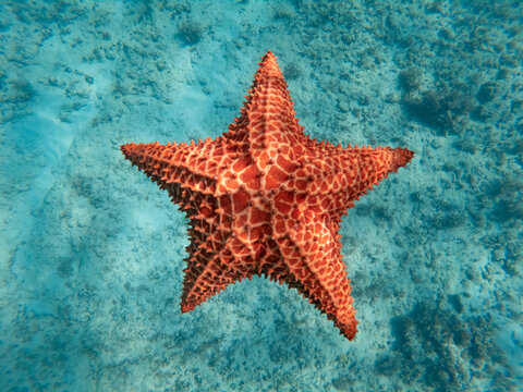 Huge red starfish underwater in the blue clear sea. concept of holiday, vocation and relaxing 