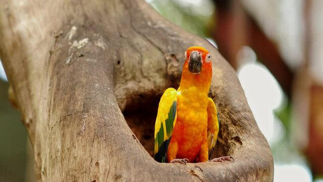 4k footage ;one colorful bird in the nest on hole of a big tree, colorful bird called 'Sun Conure parrot, animal concept on footage scene insert.
