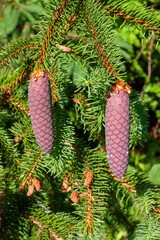 pine cones on branch