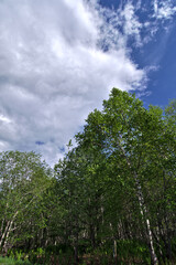 Fototapeta na wymiar 白い雲の浮かぶ青空と新緑の森の木々。