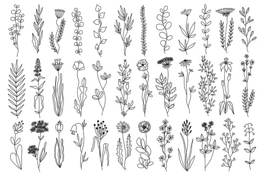 Vector plant set of botanical flowers and herbs. Ink drawings of plants for diy projects, greeting cards, wedding invitations. Isolated hand drawn floral sketch of botany doodle flowers for stationary