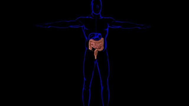 Small and Large Intestine 3D Illustration Human Digestive System Anatomy