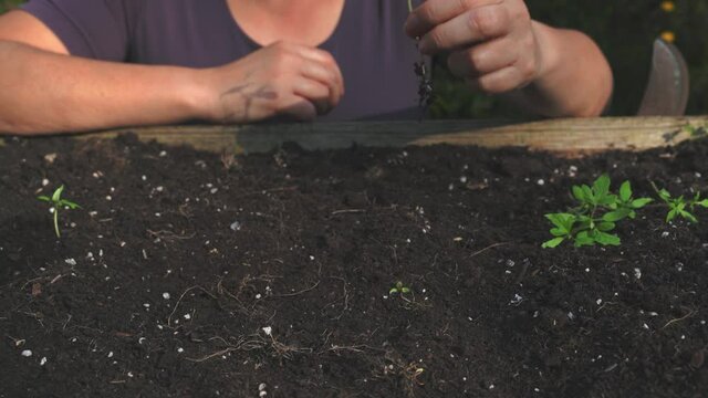Manos de mujer, plantando esquejes de tomateras en primavera 