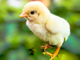 Baby chick