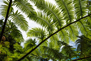 Obraz na płótnie Canvas Fern branch with beautiful and symmetrical green leaves in graceful shape seen from below Iriomote Island.