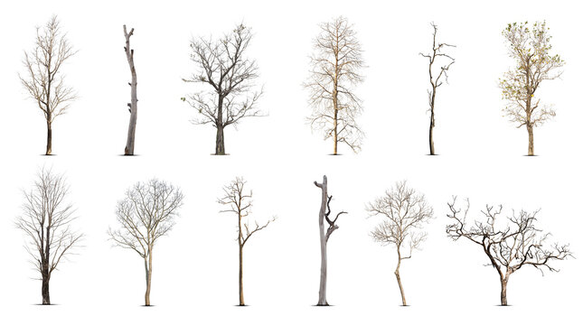 Collection of dead tree,dry tree, isolated on white background.