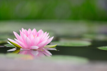 Pink Water Lily on a Pond