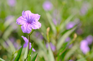 An Attractive Purple Flower