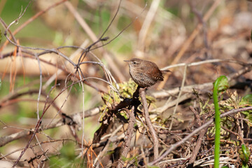 Winter Wren in a Tree
