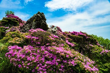 鶴見岳のミヤマキリシマ