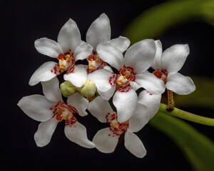 Sarcochilus hartmannii (Large Boulder Orchid) - lithophytic orchid endemic to eastern Australia