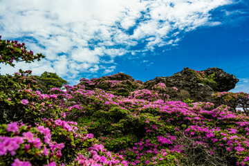 鶴見岳のミヤマキリシマ
