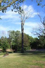 trees in the park