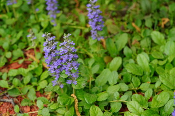 beautiful flowers and green leaves