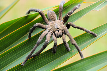 A Vietnamese tiger tarantula close up on  leaves in Vientiane, Laos