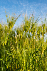 Obraz premium Beautiful young green Wheat ear growing in agriculture field contrasting with blue sky on Japanese landscape. Bright unripe cereal.